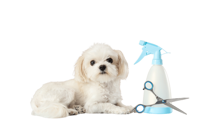 Nandrin toilettage ophé du toilettage